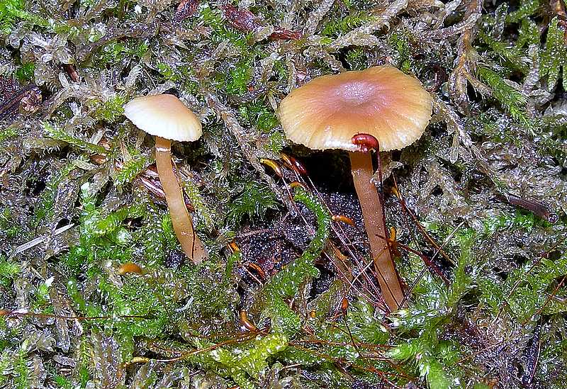 Specie 2006 :   Galerina uncialis        (Britzelm.)  Khner